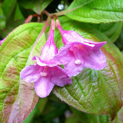 

Вейгела цветущая Wings Of Fire, Weigela florida Wings Of Fire