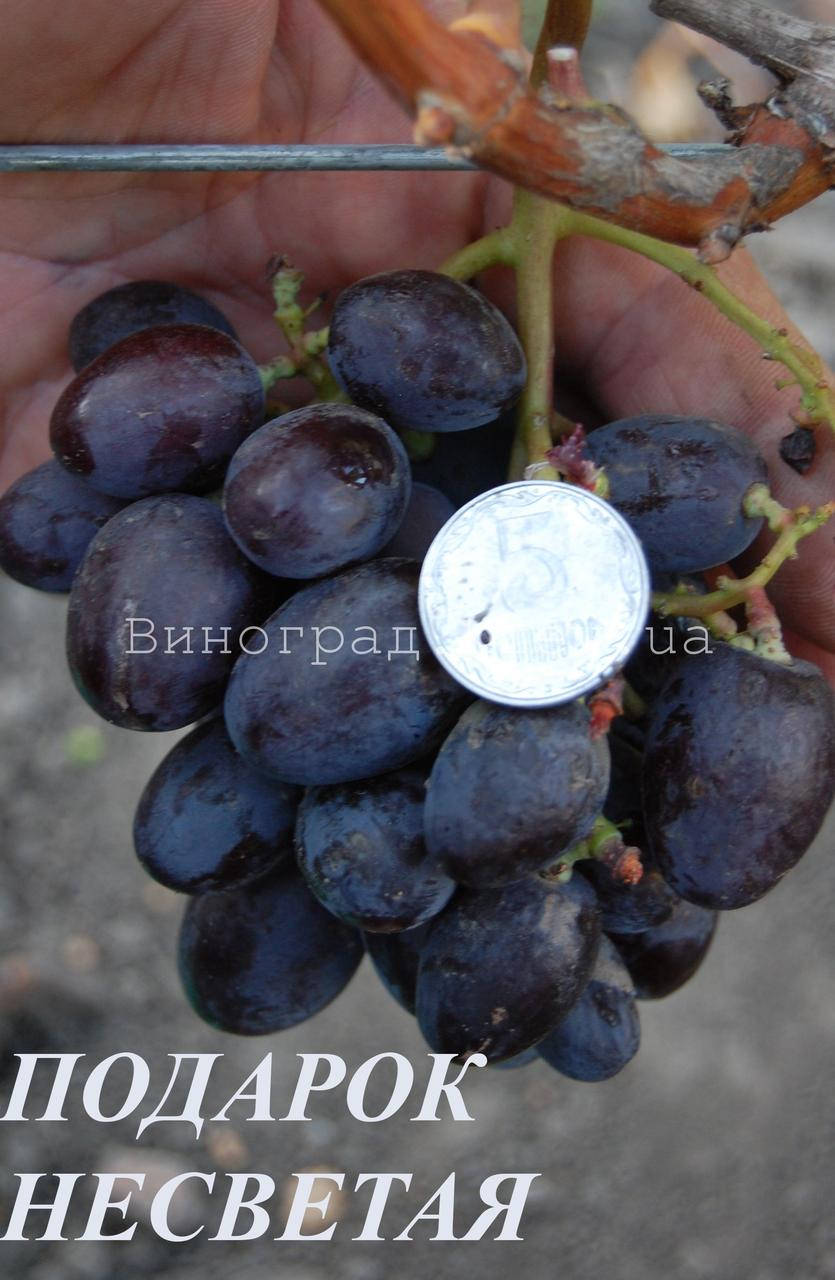 

Саженцы винограда Подарок Несветая
