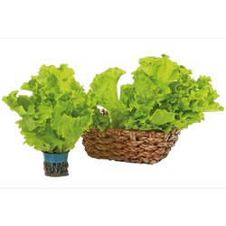 

Семена салата Афицион, 100 шт., тип батавия, ТМ "ЛедаАгро"