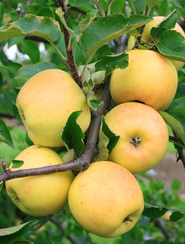 

Яблуня Голден Делішес ('Golden Delicious Reinders')