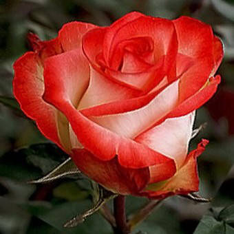 

Саженцы роз Блаш (Rose Blash)