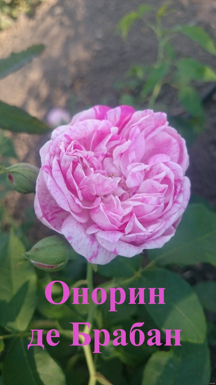 

Роза парковая Онорин де Брабан (Onorine de Brabant)