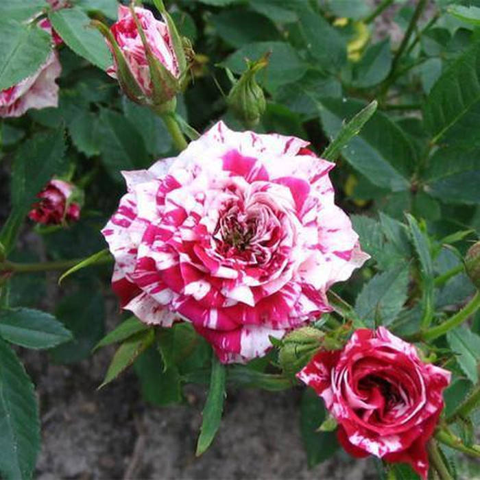 

Старс эн Страйпс (Stars'n'Stripes)