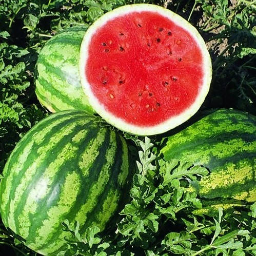 

Мирсини F1 10 шт семена арбуза Syngenta Голландия