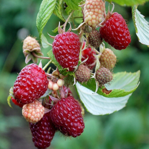 

Саженцы малины «Полана»