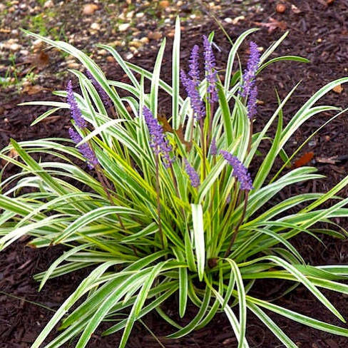 

Oфиопогон Variegata