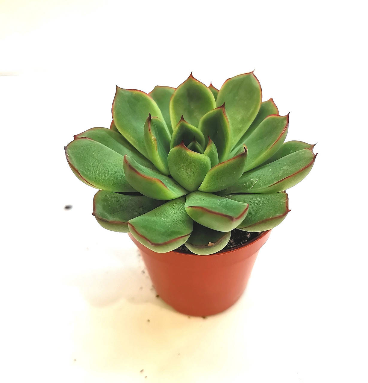 

Ехеверия Echeveria pulidonis Суккулент Комнатное растение