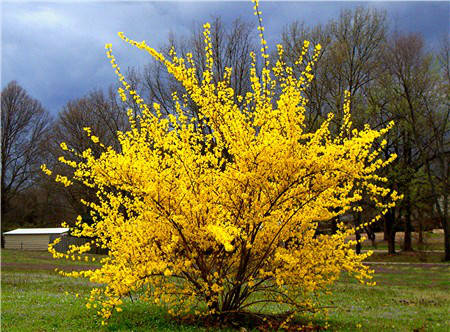 

Форзиция промежуточная Голдрауш, С3 / Forsythia intermedia Goldrausch