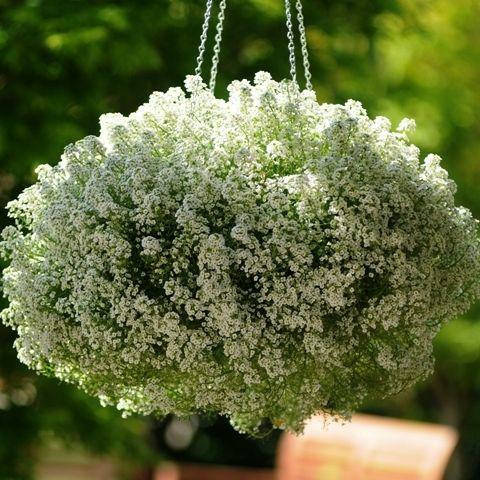 

Семена Алиссум Clear Crystal White PanAmerikan, Белый