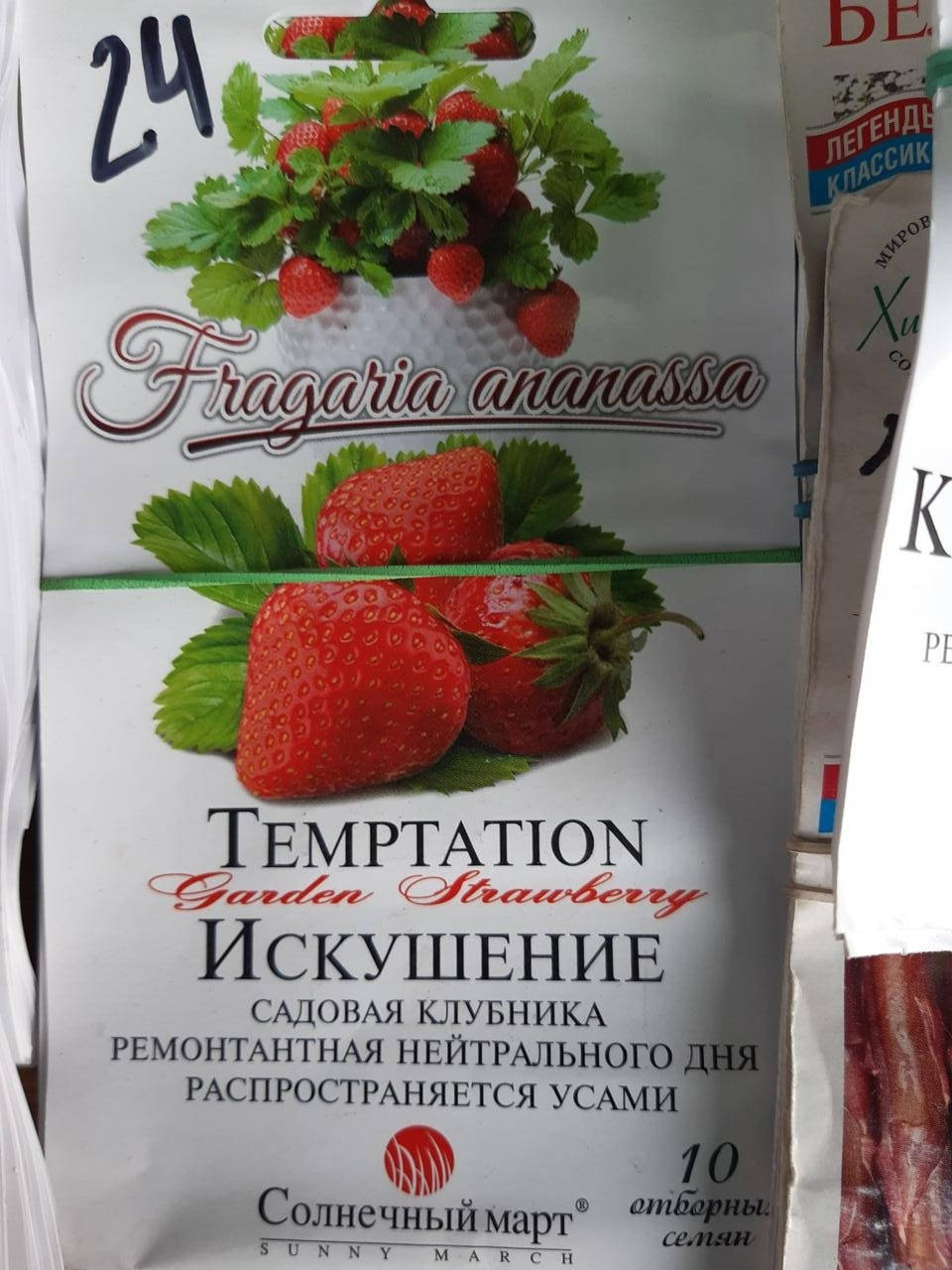 

Клубника ремонтантная Искушение