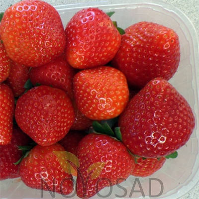 

Саженцы клубники "фриго" сорту "Сенсация" (Sonsation Strawberry)