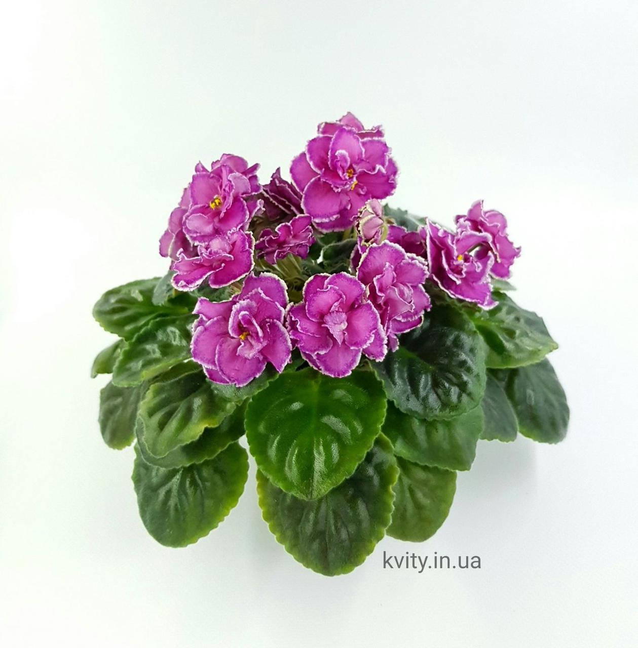 

Фиалка РМ-Фаворитка дітка