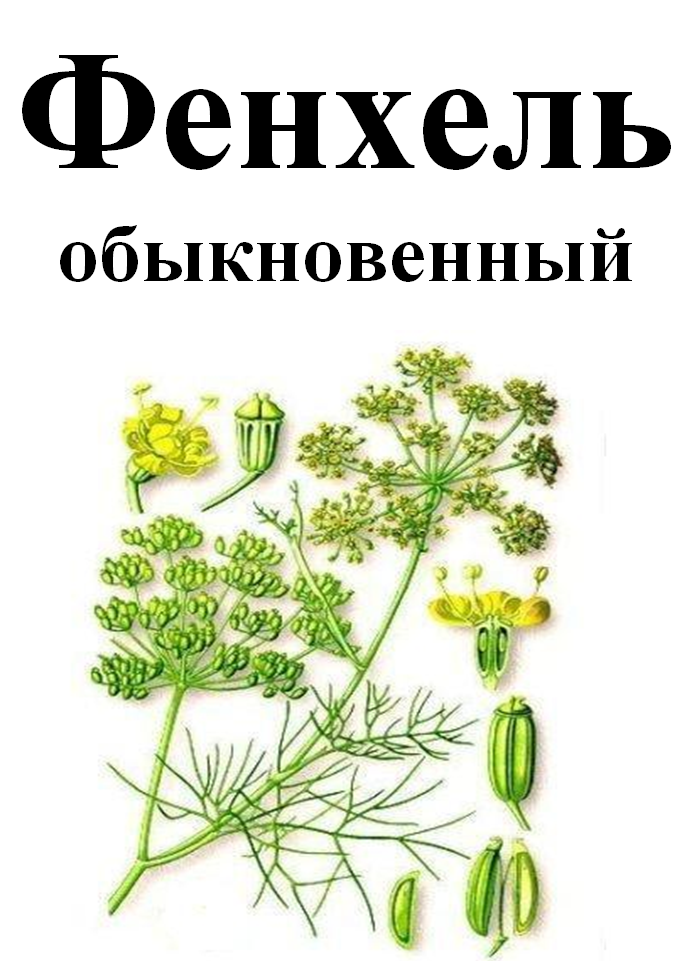 

Фенхель обыкновенный семена, 50 грамм