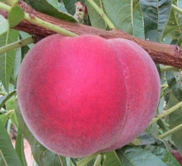 

Саджанці персика Екстрім 314