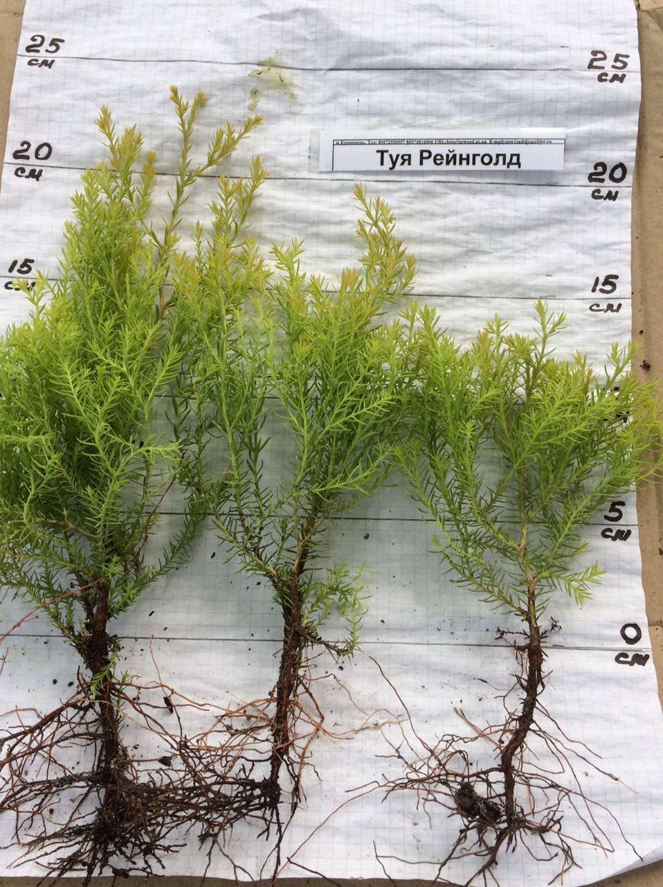 

Купить черенки золотистой туи Райнголд.