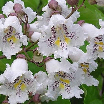 

Катальпа, Catalpa