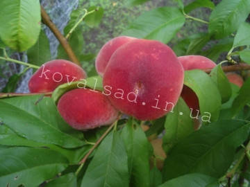 

Саджанці персика Бельмондо