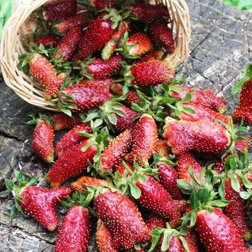 

Суницеполуниця Нью Айленд (Ранній) 4 шт