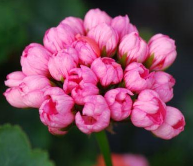 

Пеларгония "Pink Pandora" (№148), Розовый