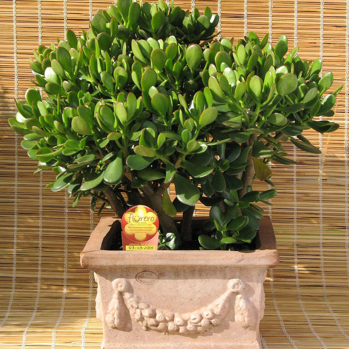 

Крассула овата, Денежное дерево, Crassula ovata, Светло-зеленый