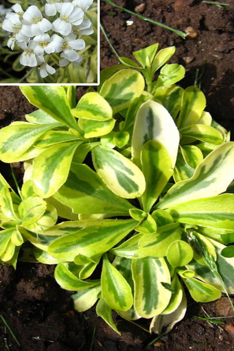 

Арабис Фердинанда Кобургского «Олд Голд»