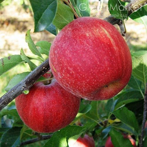 

Саженцы яблони ГАЛА ГАЛАКСИ (двухлетний) осеннего срока созревания