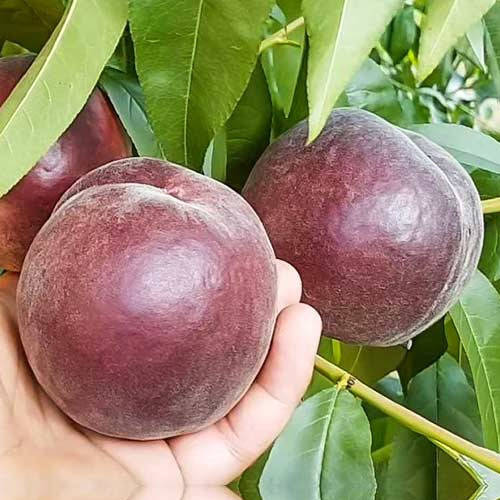 

Саженцы Персика Роял Маджестик