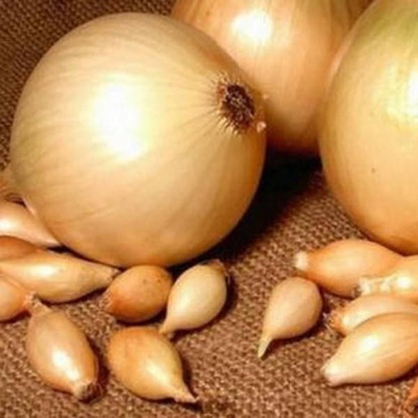 

Лук севок Купидо весна 500 г фракция 8/16 Triumfus Onion Products