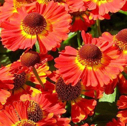 

Гелениум "Salsa"