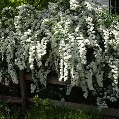 

Спирея Vanhouttei (саженцы)