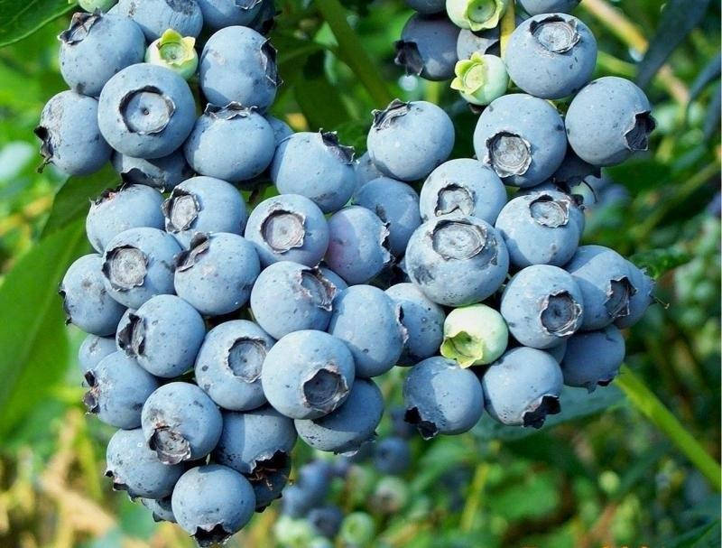 

Голубика Нельсон (Vaccinium corymbosum Nelson )