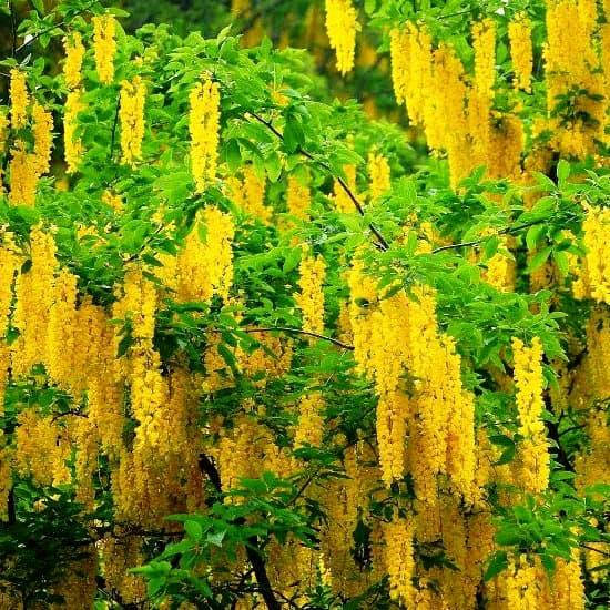 

Бобовник рассада, Laburnum