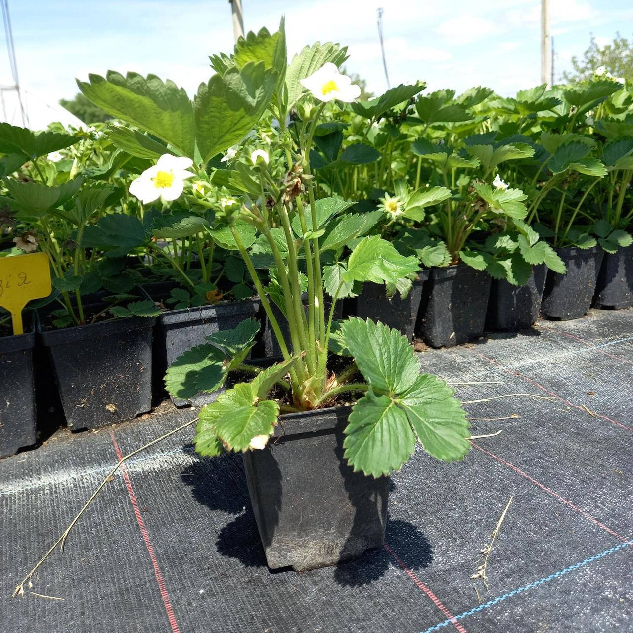 

Саженец клубники АЗИЯ - средний