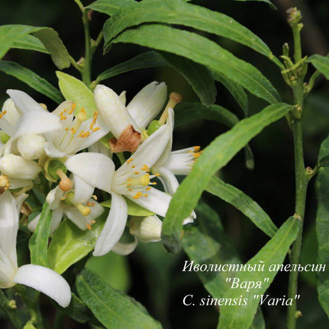 

Апельсин Иволистный "Варя" (C. sinensis "Varia") до 20 см Комнатный.