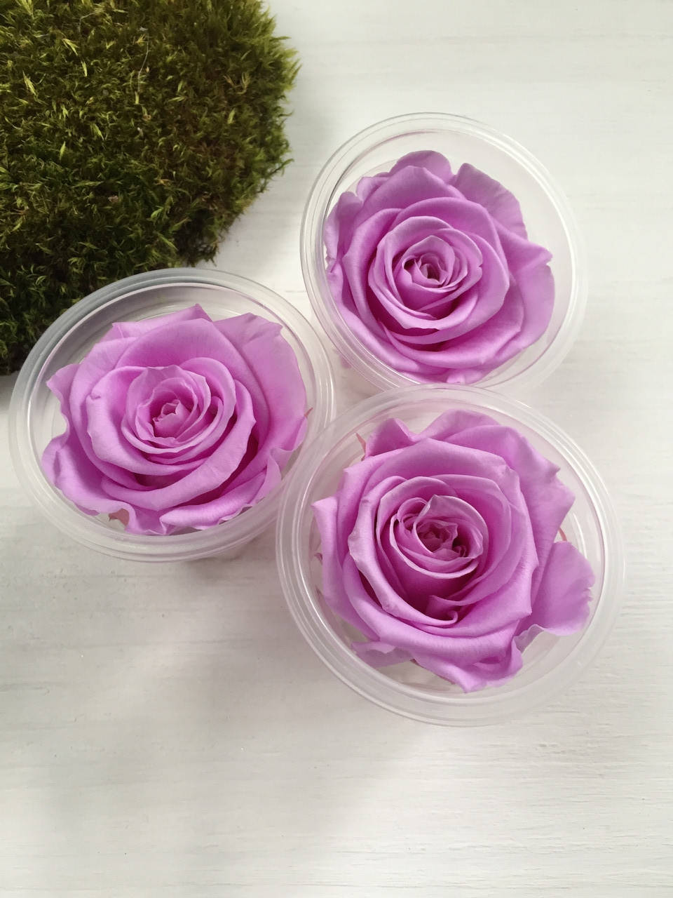 

Роза стабилизированная светло-фиолетовая