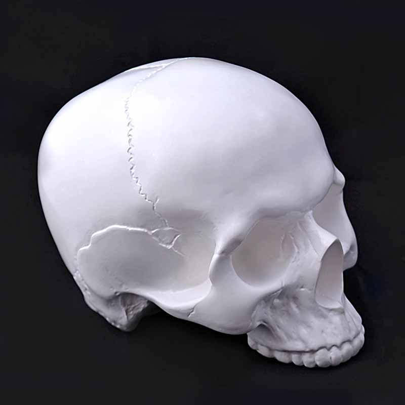 

Череп человека без челюсти декоративный белый