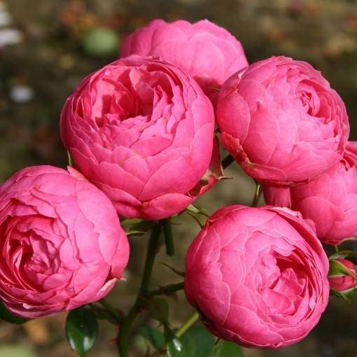 

Роза Флорибунда Помпонелла, Rosa Pomponella