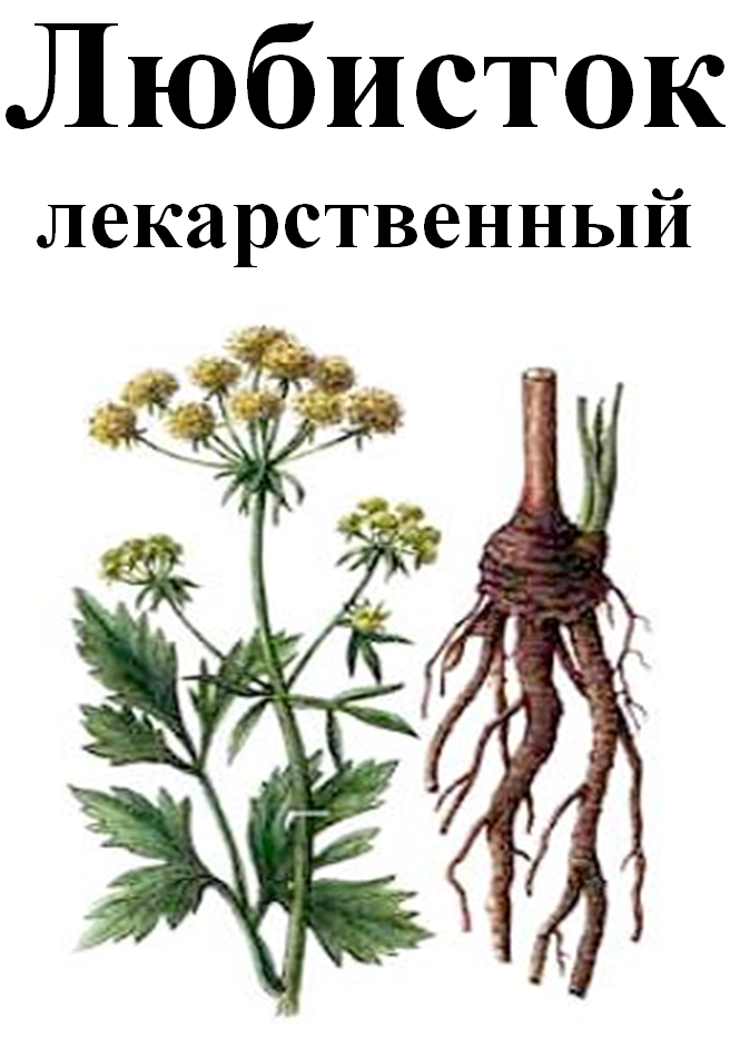 

Любисток лекарственный трава, 30 грамм
