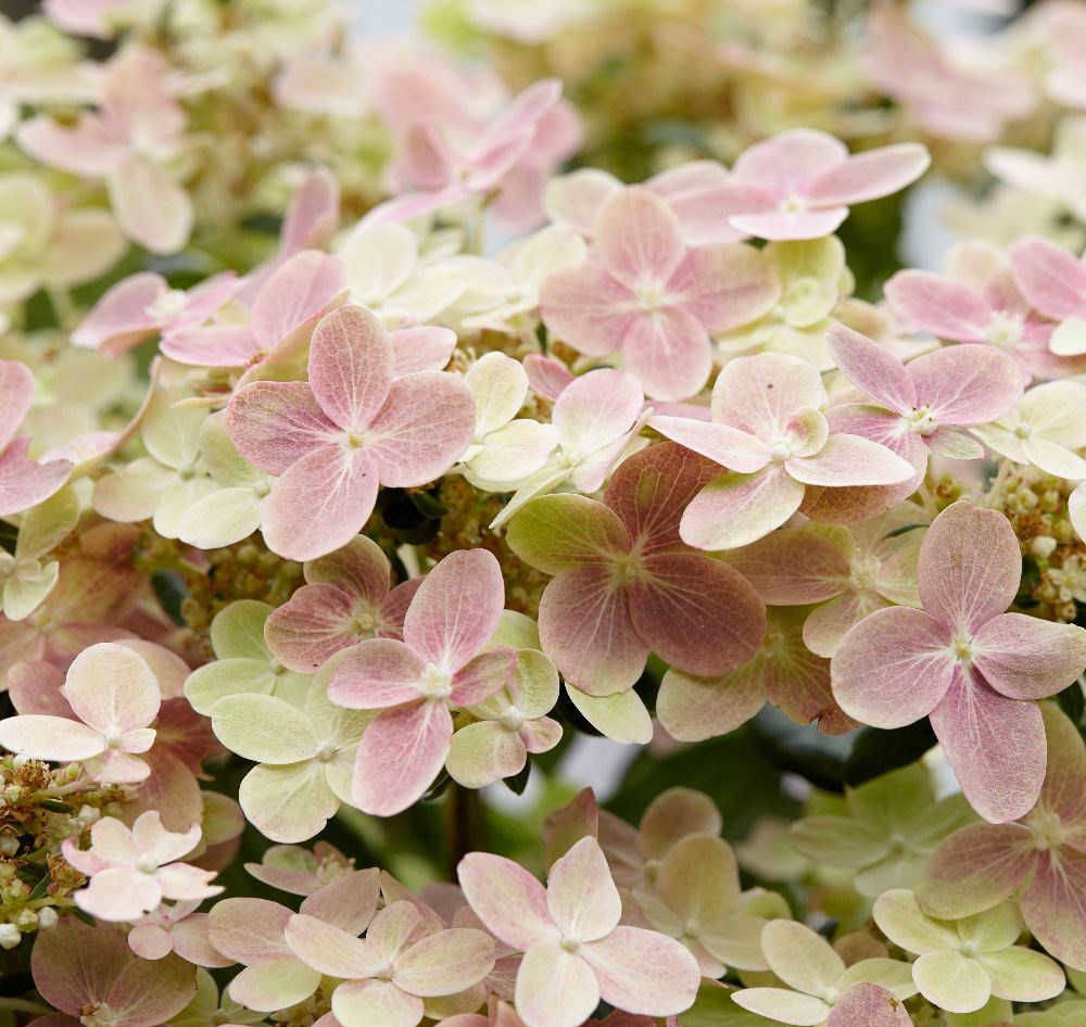 

Гортензия метельчатая Полистар / С5 / Hydrangea Polestar