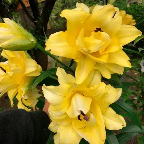 

Лилия Exotic Sun Duоbbel, Желтый