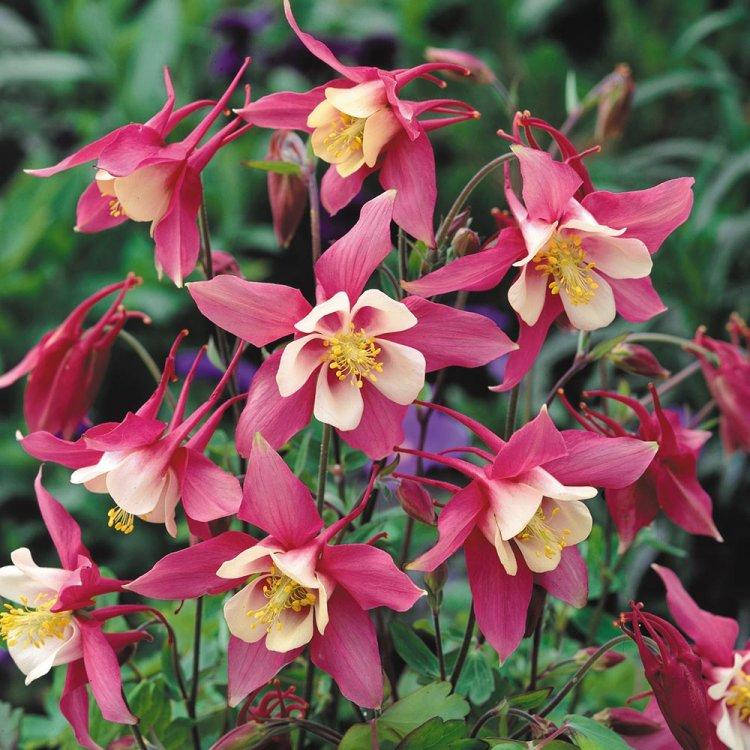 

Семена Аквилегия гибридная Розовая королева 0.2 г W.Legutko 6032, Розовый