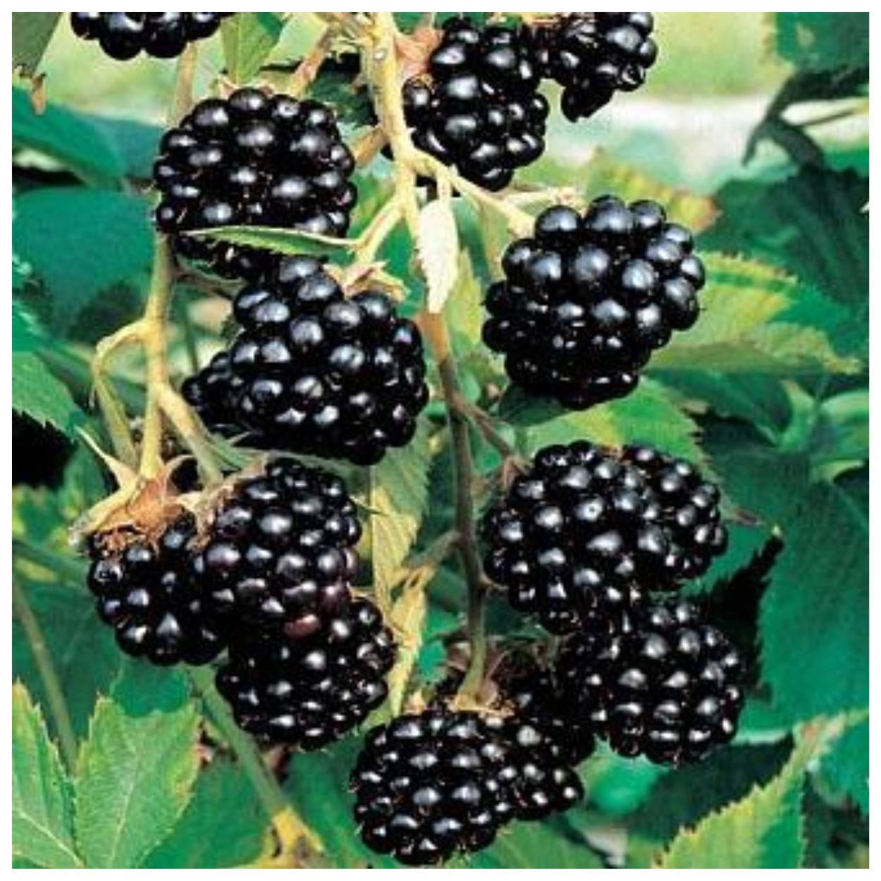 

Ежевика бесшипная Блэк Сатин