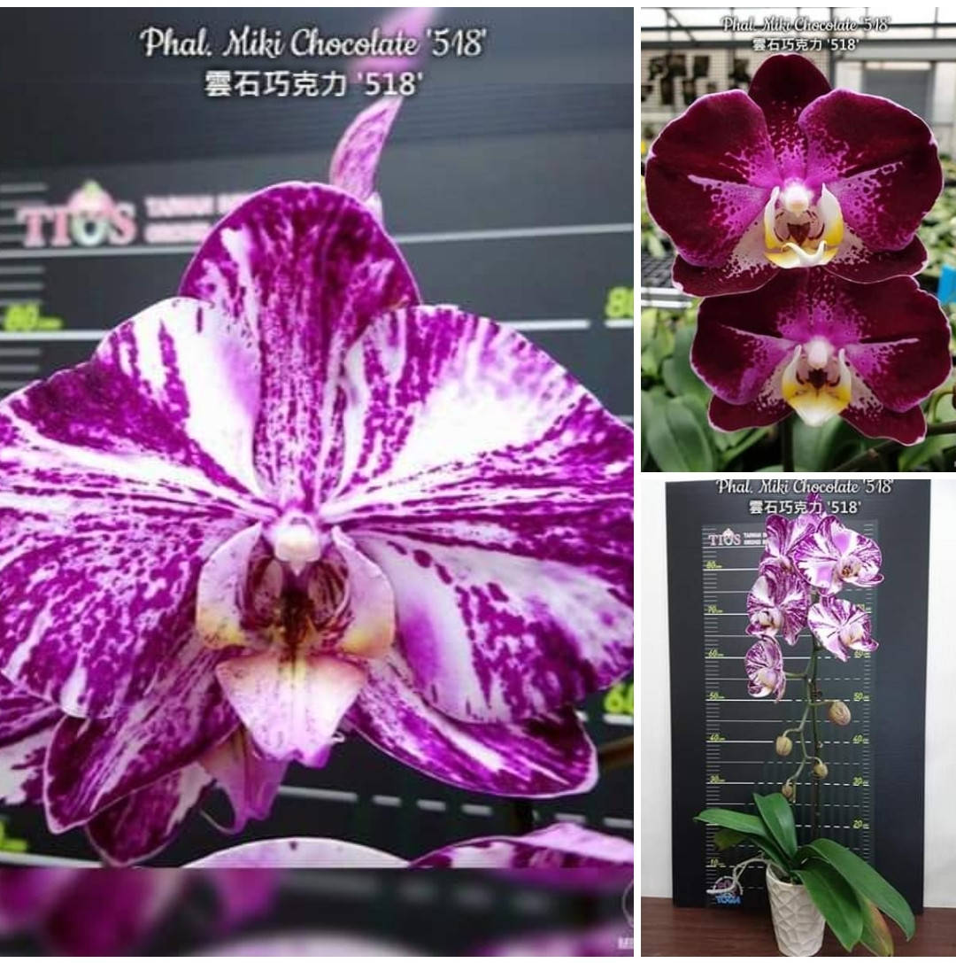 

Phal. Miki Chocolate '518'/ Шоколад '518' Подросток 1,7, Цветок 12 см. Мериклон.