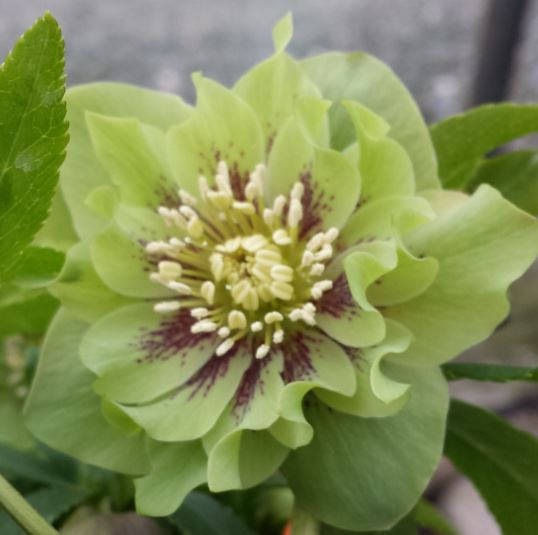 

Морозник Double Ellen Green Spotted