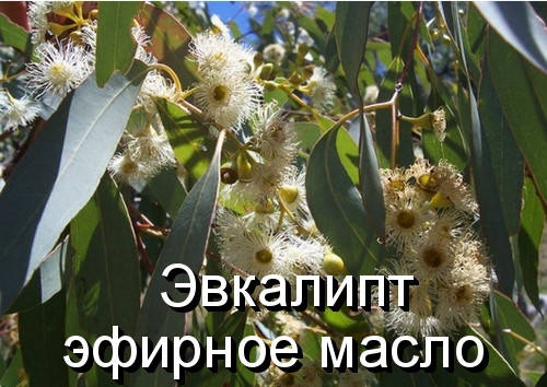 

Эвкалипт-эфирное масло(Германия)-10 мл