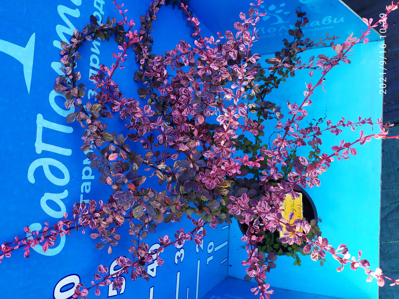 

Барбарис Арлекин /Berberis thunb. 'Harlequin'/ в конт.3л