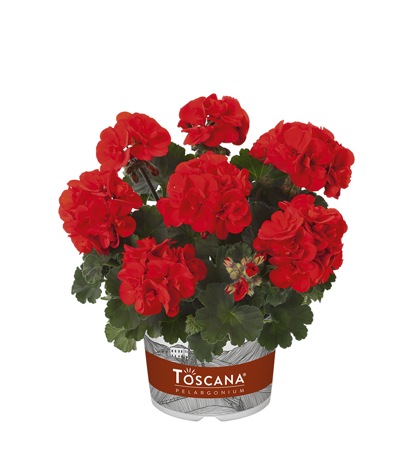 

Пеларгония Toscana Castello Ronia Red