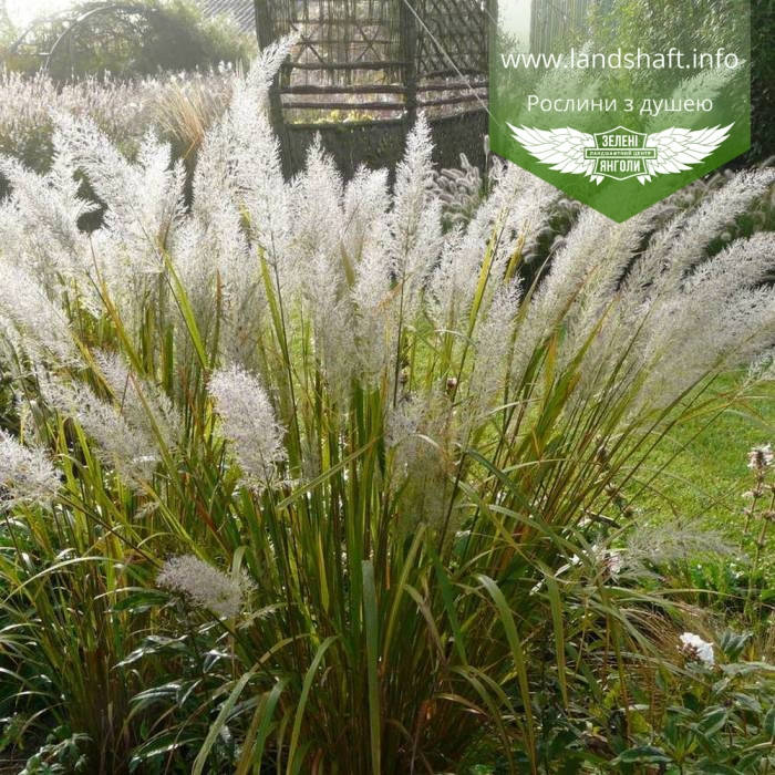 

Calamagrostis brachytricha, Війник брильянтовий,C2 - горщик 2л