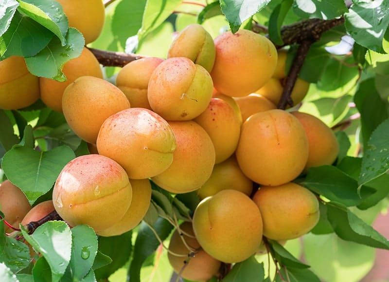 

Саженцы абрикоса NJA-19