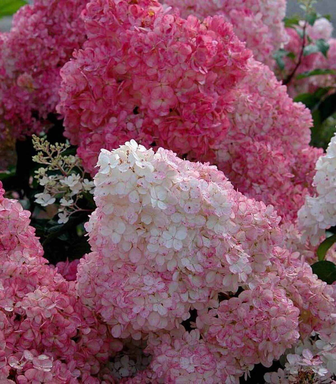 

Гортензія волотиста Сандей Фрайз / Hydrangea paniculata Sundae Fraise С7.5/Н 90